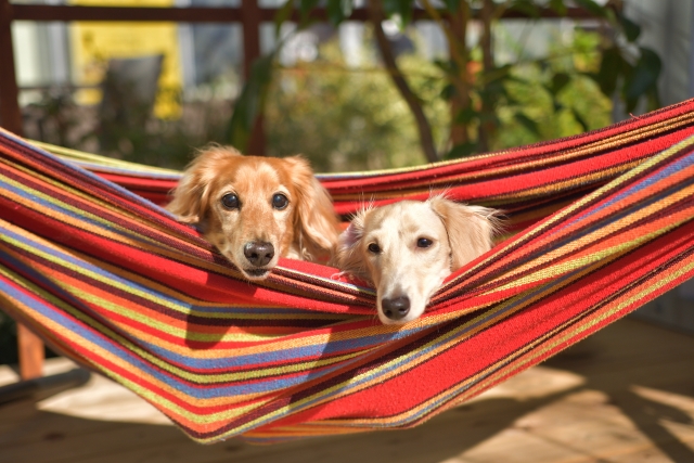 ペットホテルで他の犬と一緒に過ごす犬